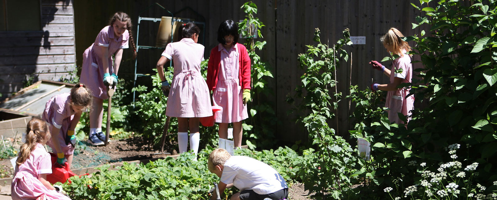 School Council and ECO Council